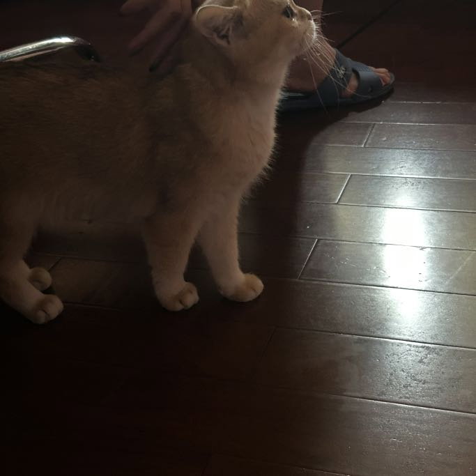 Kai, pet sitter in Amsterdam, photo 1