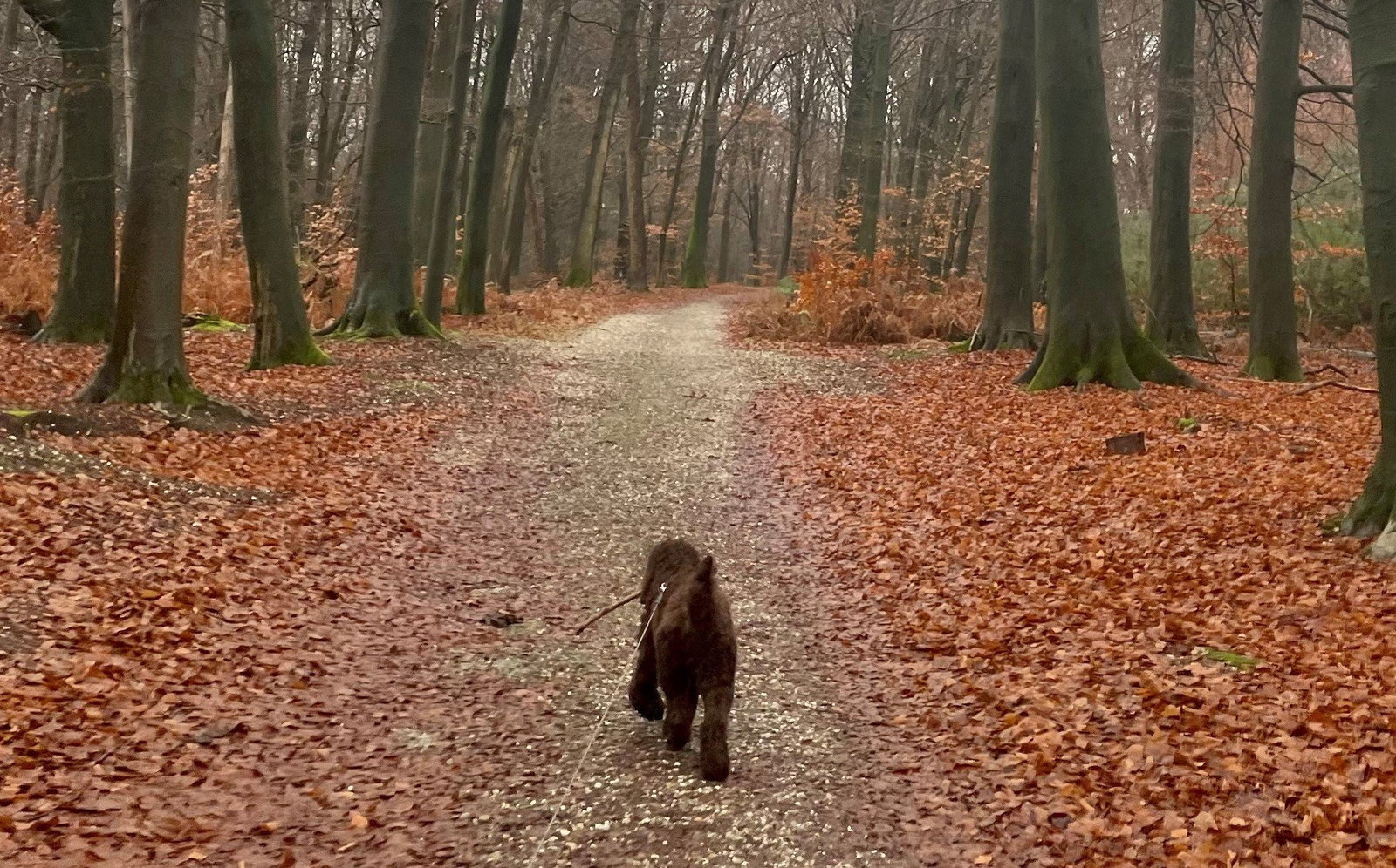 Gea, pet sitter in Veenendaal, photo 5