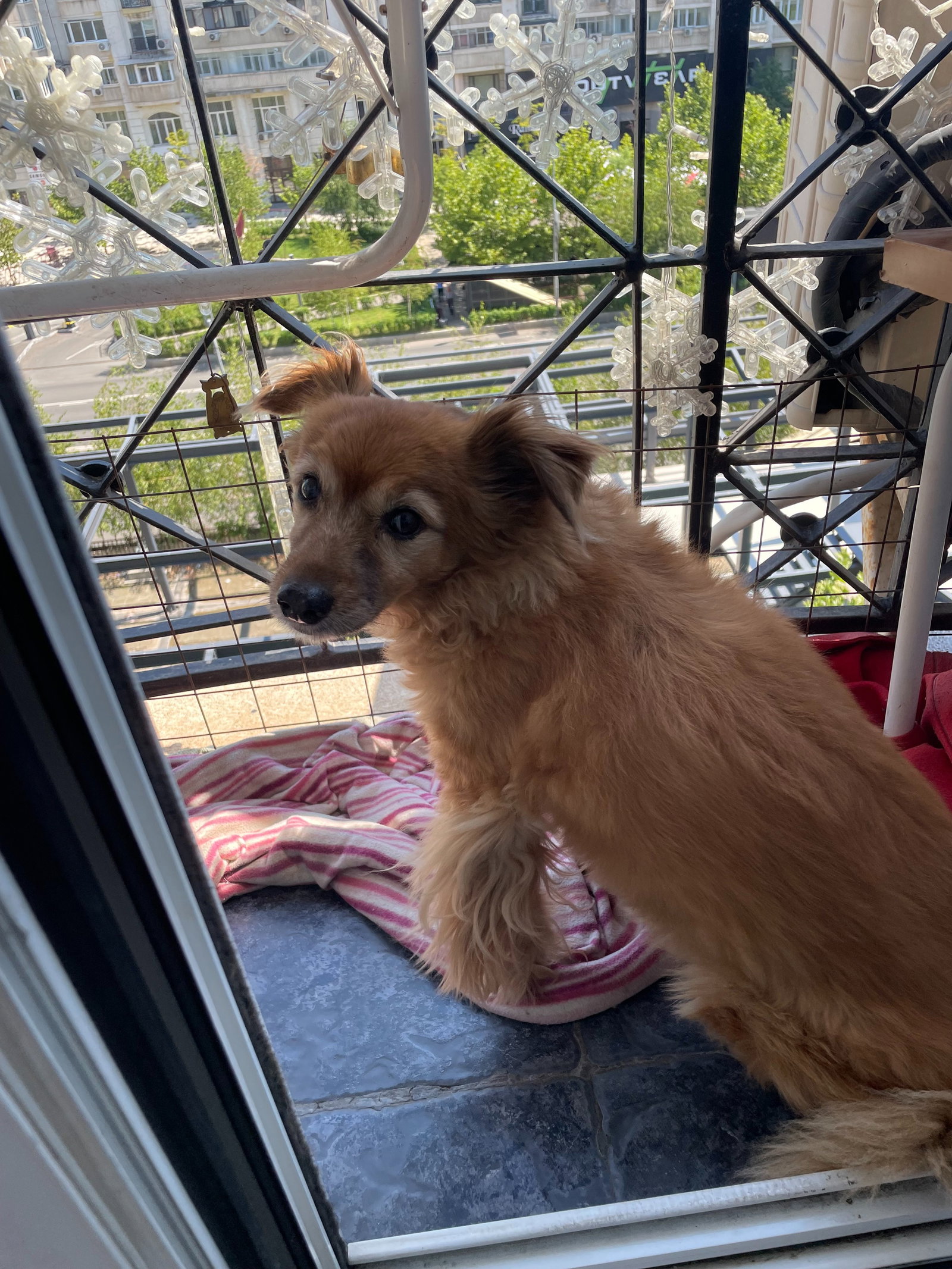 Luana, pet sitter in Maastricht, photo 2