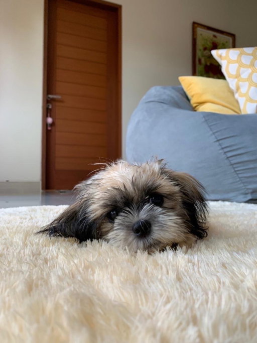 Nikita, pet sitter in München, photo 1