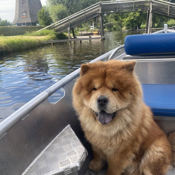 Dayanara genoveva, pet sitter in 's-Gravenhage, photo 1