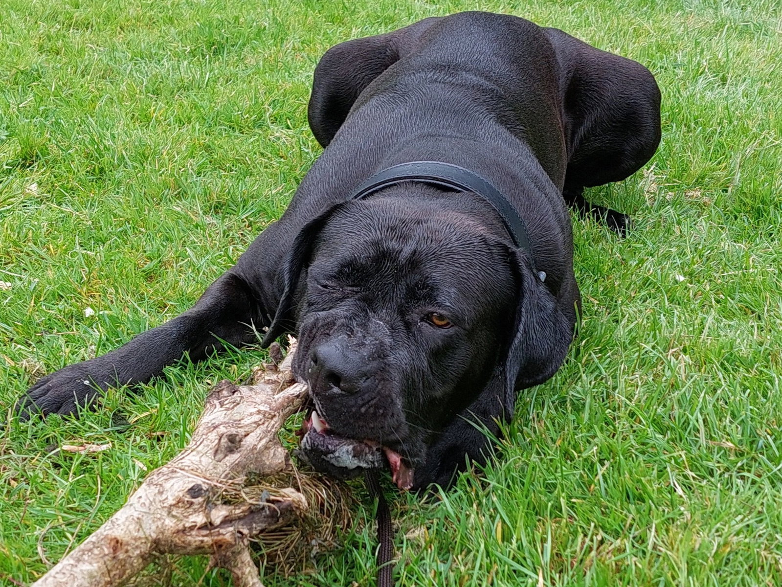 Matthijs, pet sitter in Rotterdam, photo 1