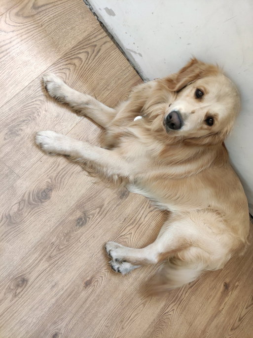 yin, pet sitter in 's-Gravenhage, photo 4