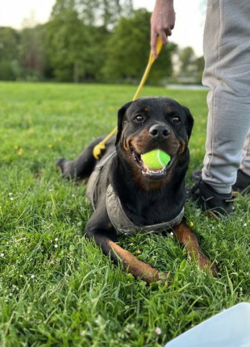 Maria, pet sitter in Rotterdam, photo 4