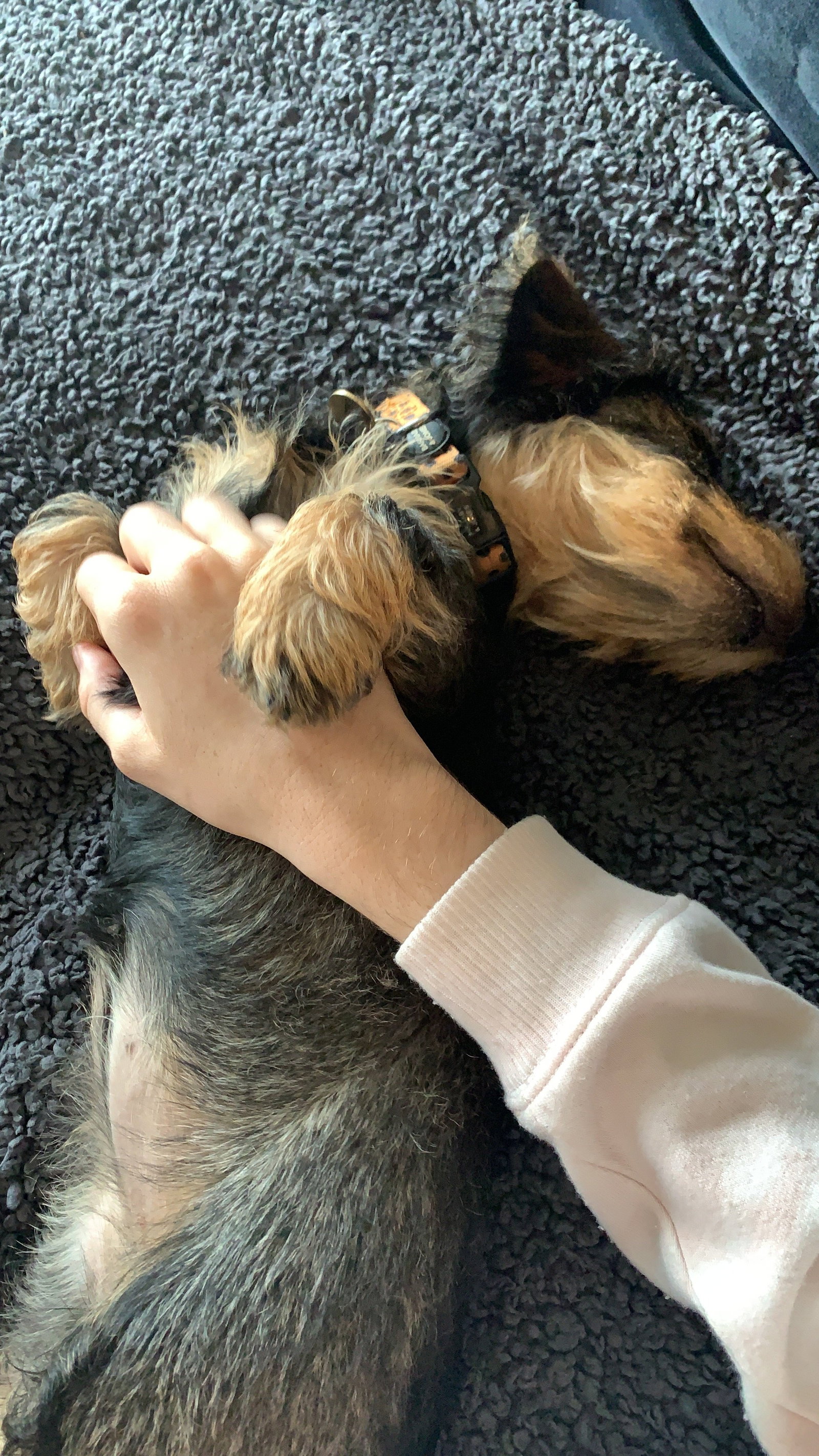 Eleanor, pet sitter in Amsterdam, photo 5