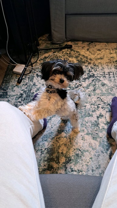 Frederico, pet sitter in Sint-Oedenrode, photo 2