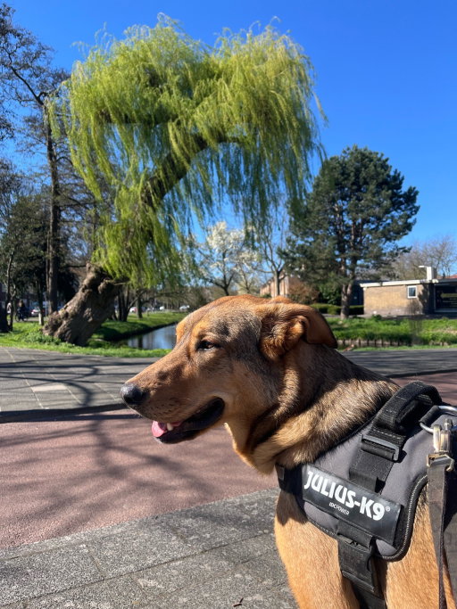 Ying, pet sitter in Voorburg, photo 3