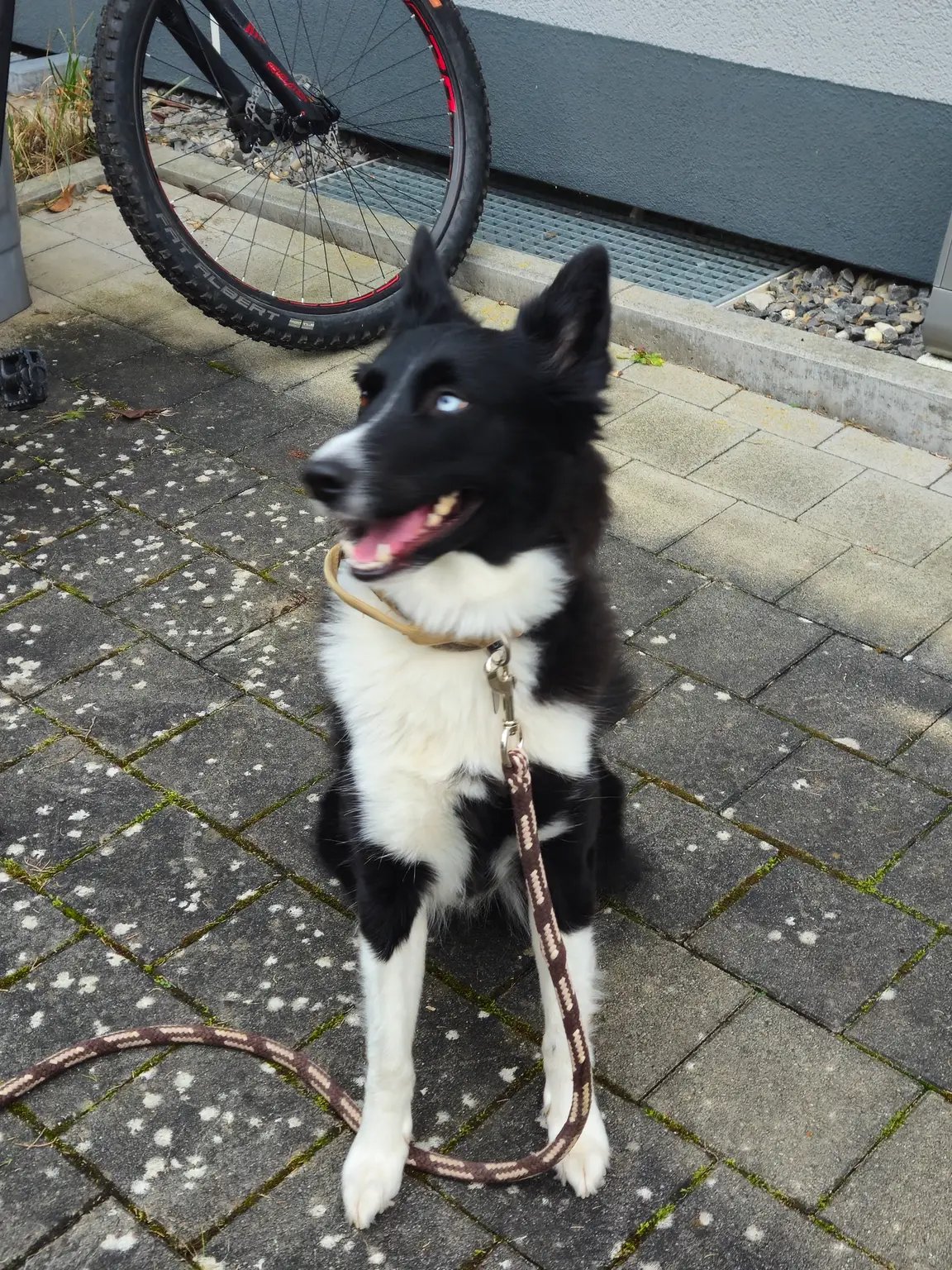 Peter, Tiersitter in Wiesloch, Foto 5