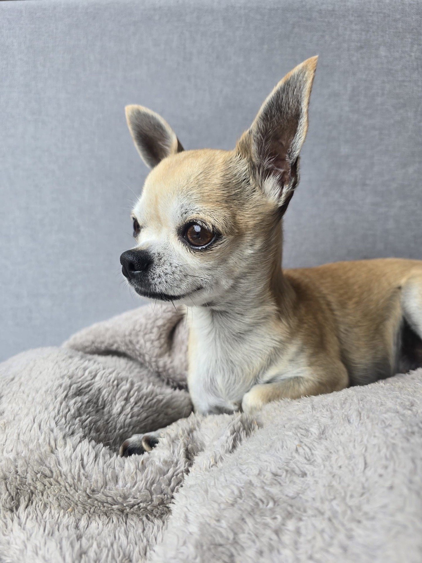 Mario, pet sitter in Wesseling, photo 4