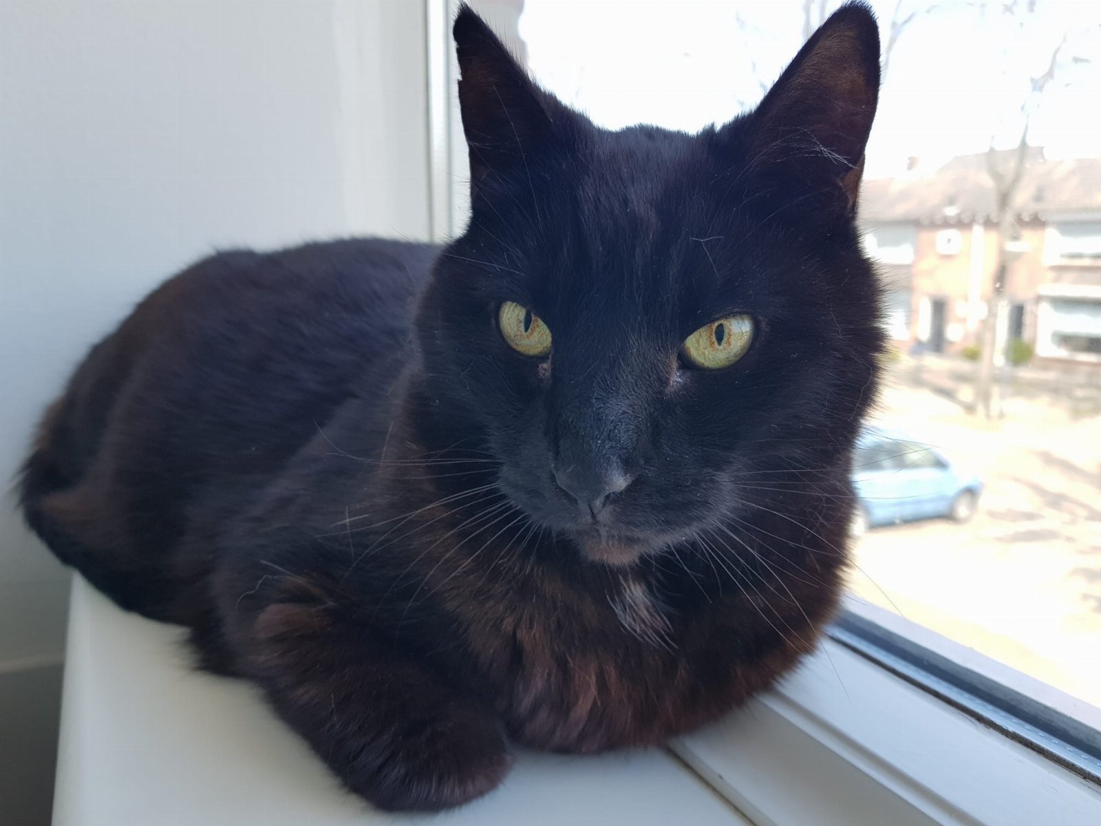Alanda, pet sitter in Kaatsheuvel, photo 1