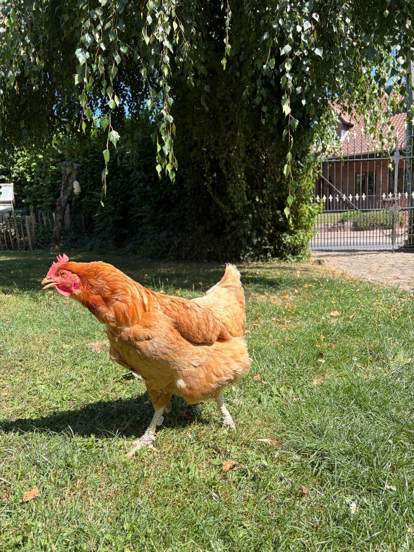 Marie, dierenoppas in Dilbeek, foto 4