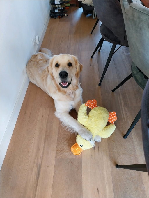 Bo, pet sitter in Waalre, photo 2