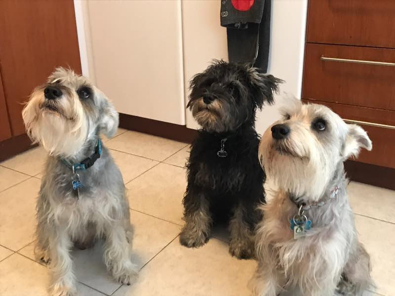Domenica, pet sitter in Voorburg, photo 5