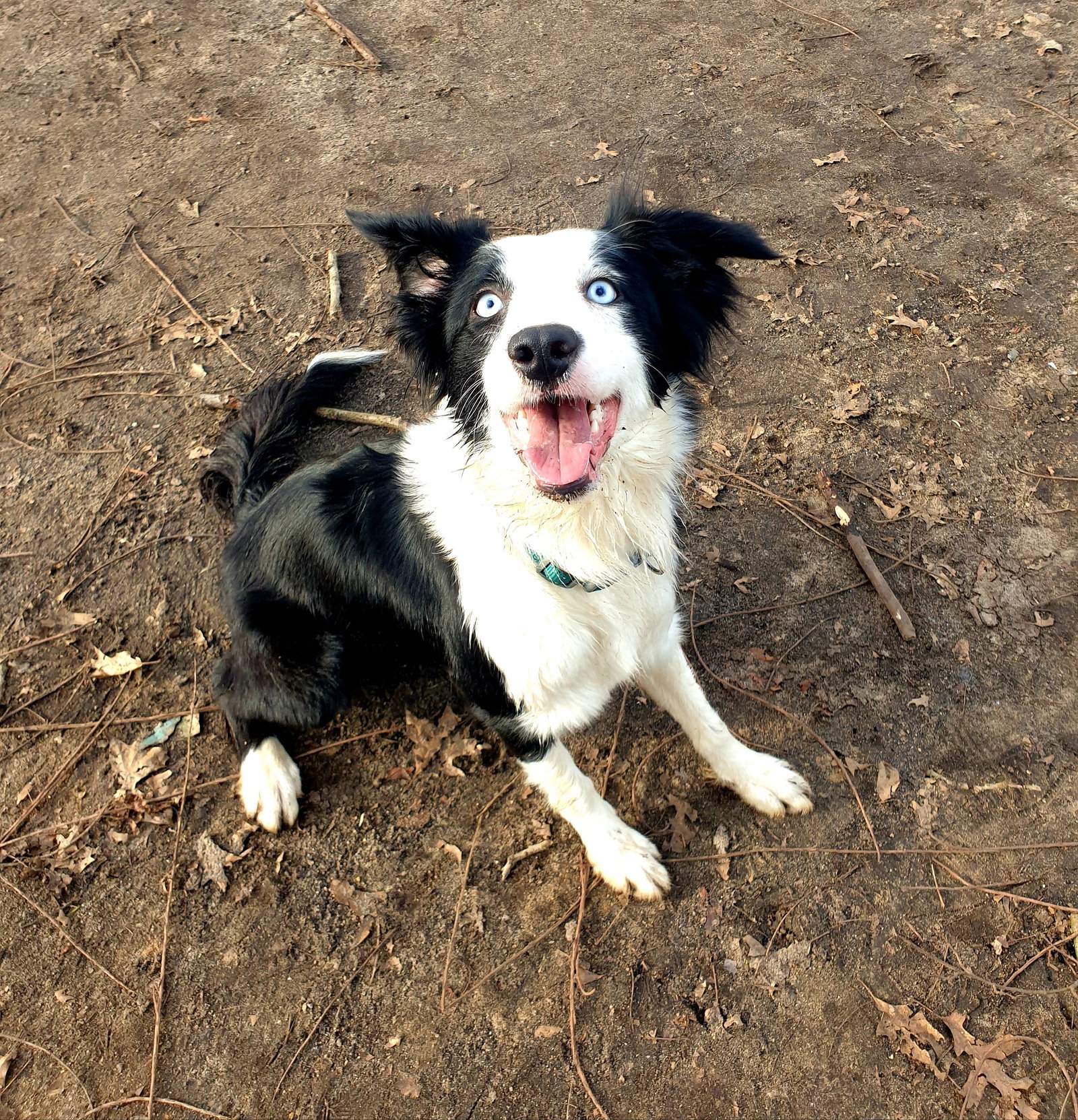 Chanty, pet sitter in Zwolle, photo 4