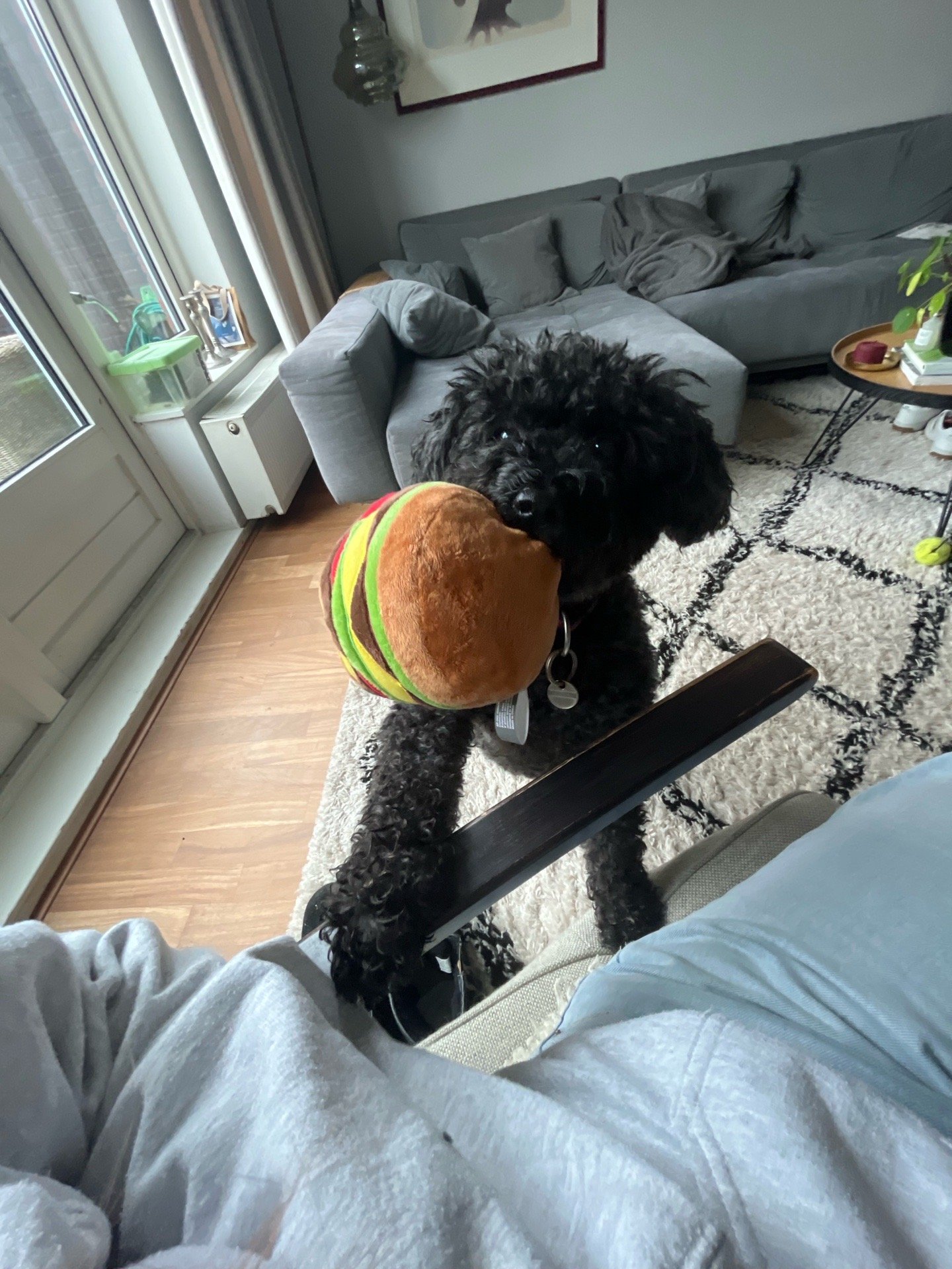 olivia, pet sitter in Amsterdam, photo 1