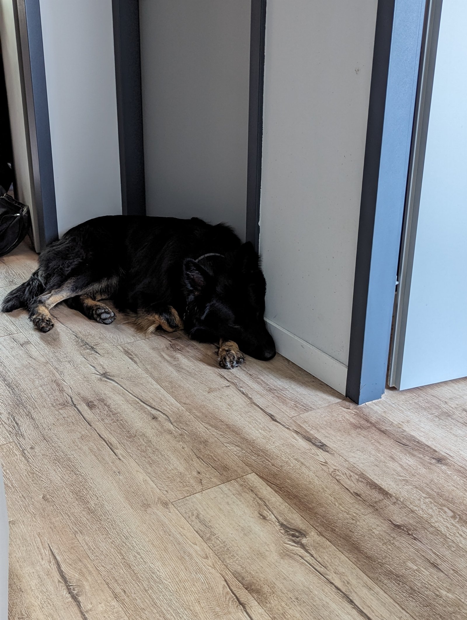 maikel, dierenoppas in Beringe, foto 1