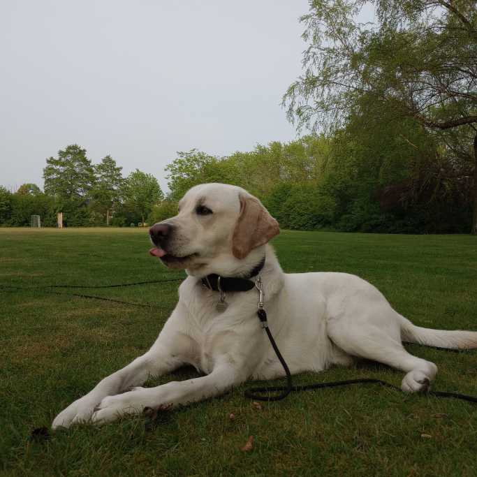 Kin, pet sitter in Waalre, photo 5