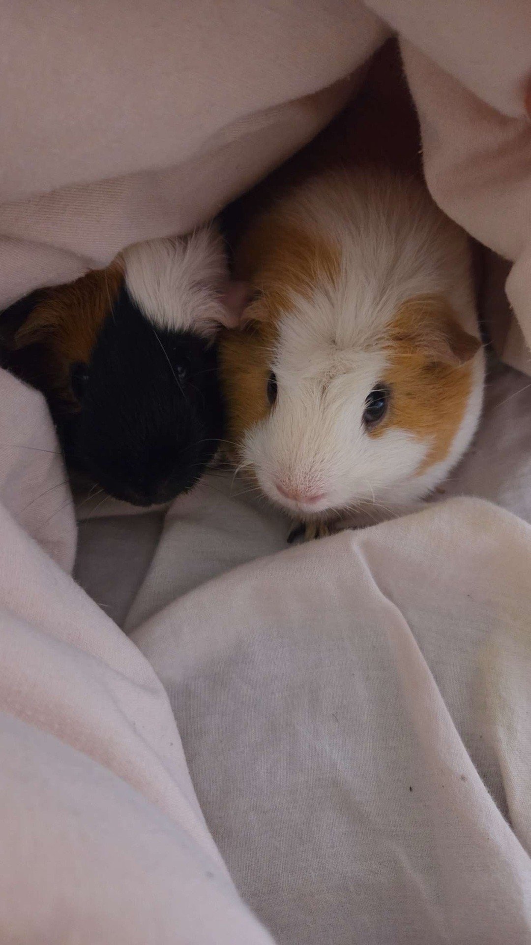 Celeste, pet sitter in Den Haag, photo 1