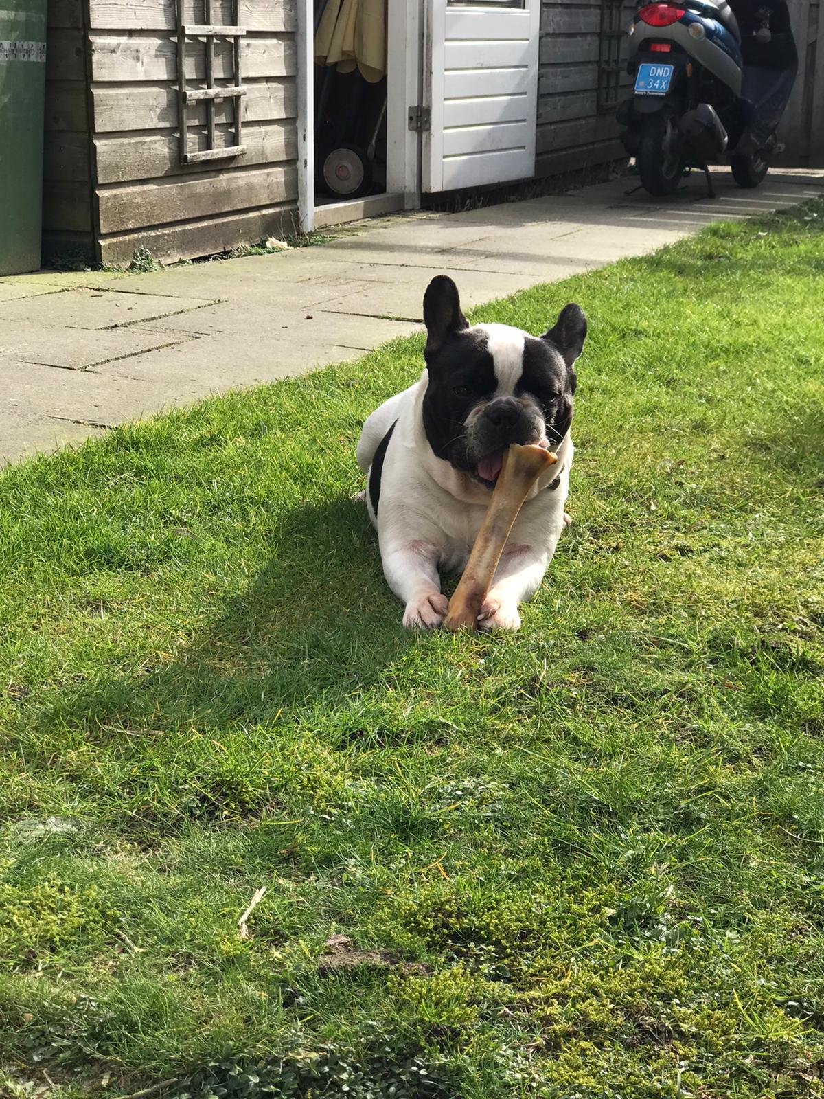 Jacquelien, pet sitter in Hoevelaken, photo 3