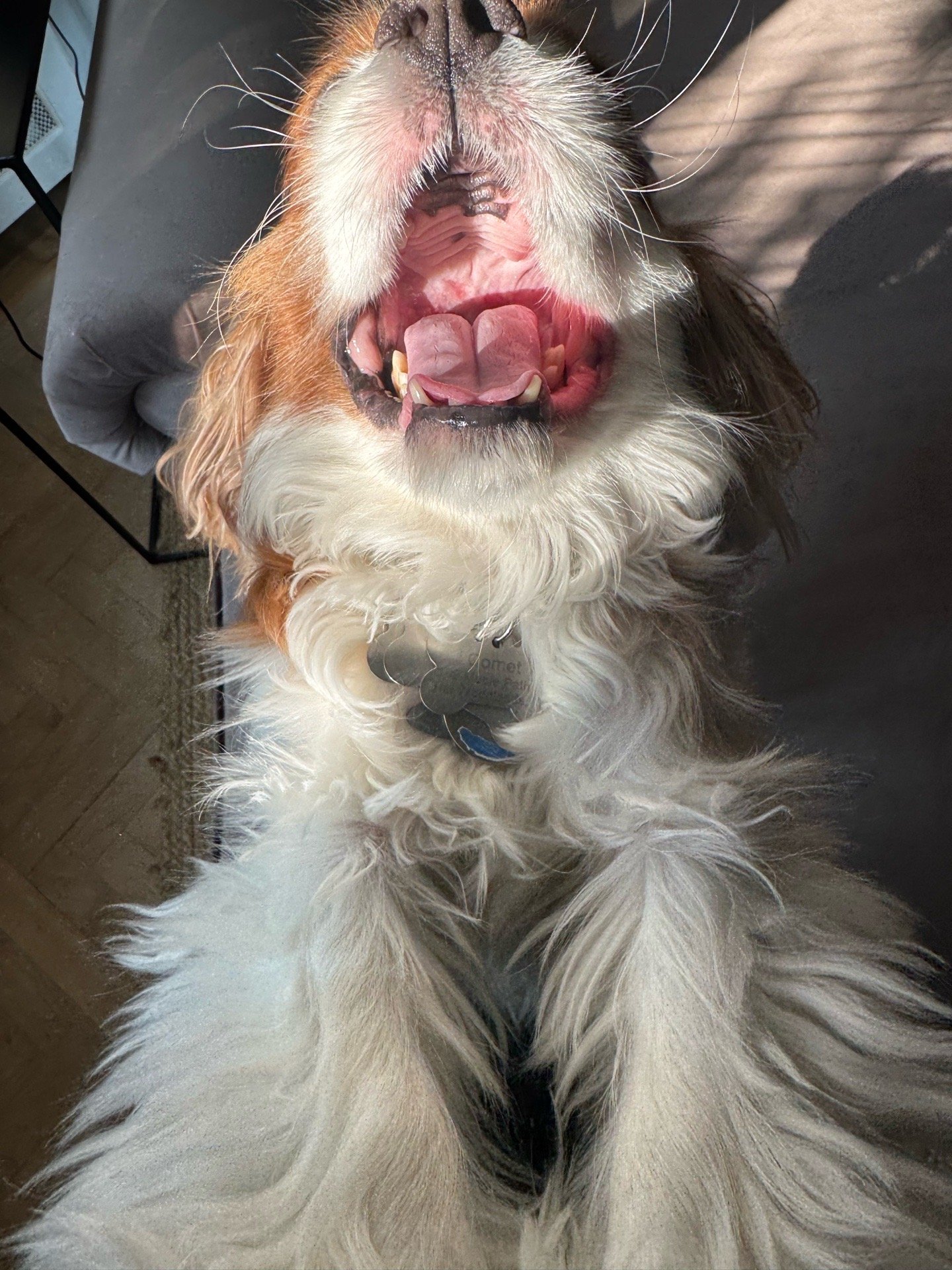 Ju&Immy, pet sitter in Wassenaar, photo 4