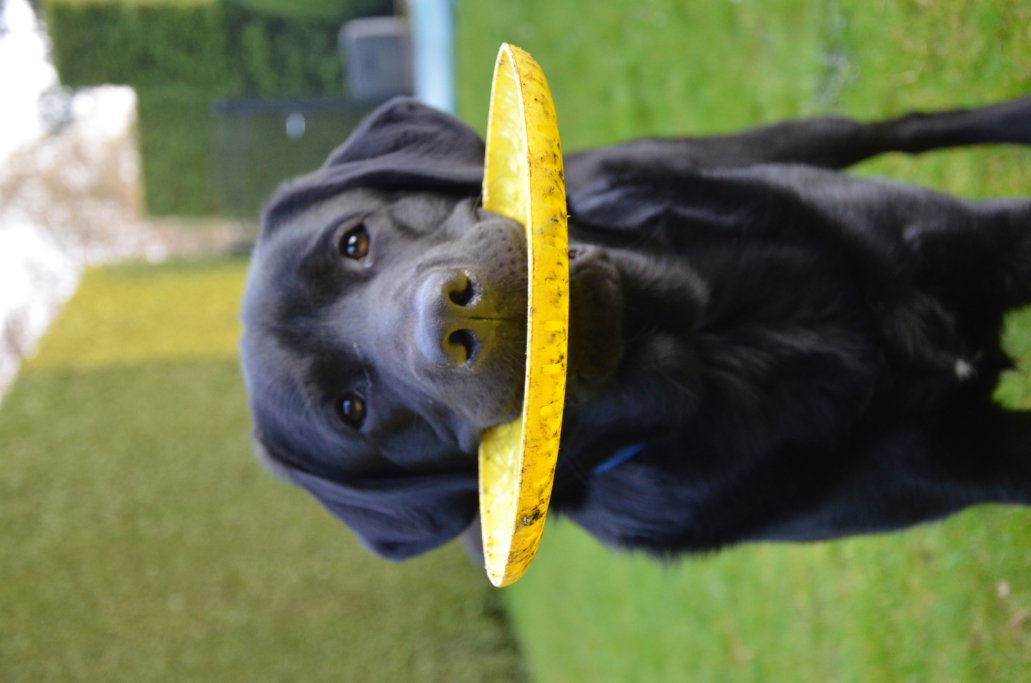 Yelina, pet sitter in Maastricht, photo 2