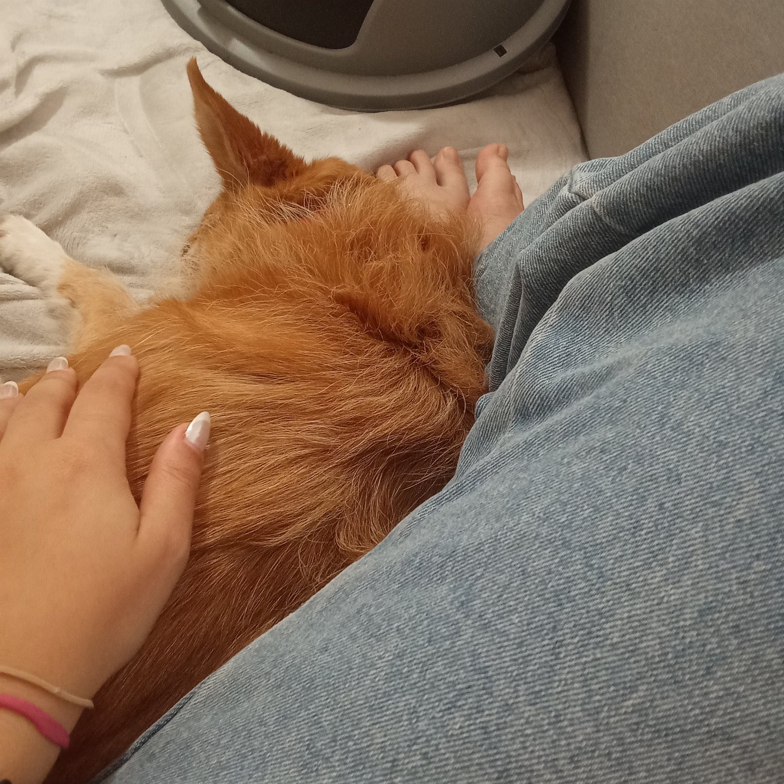 Isabela, pet sitter in Amsterdam, photo 1
