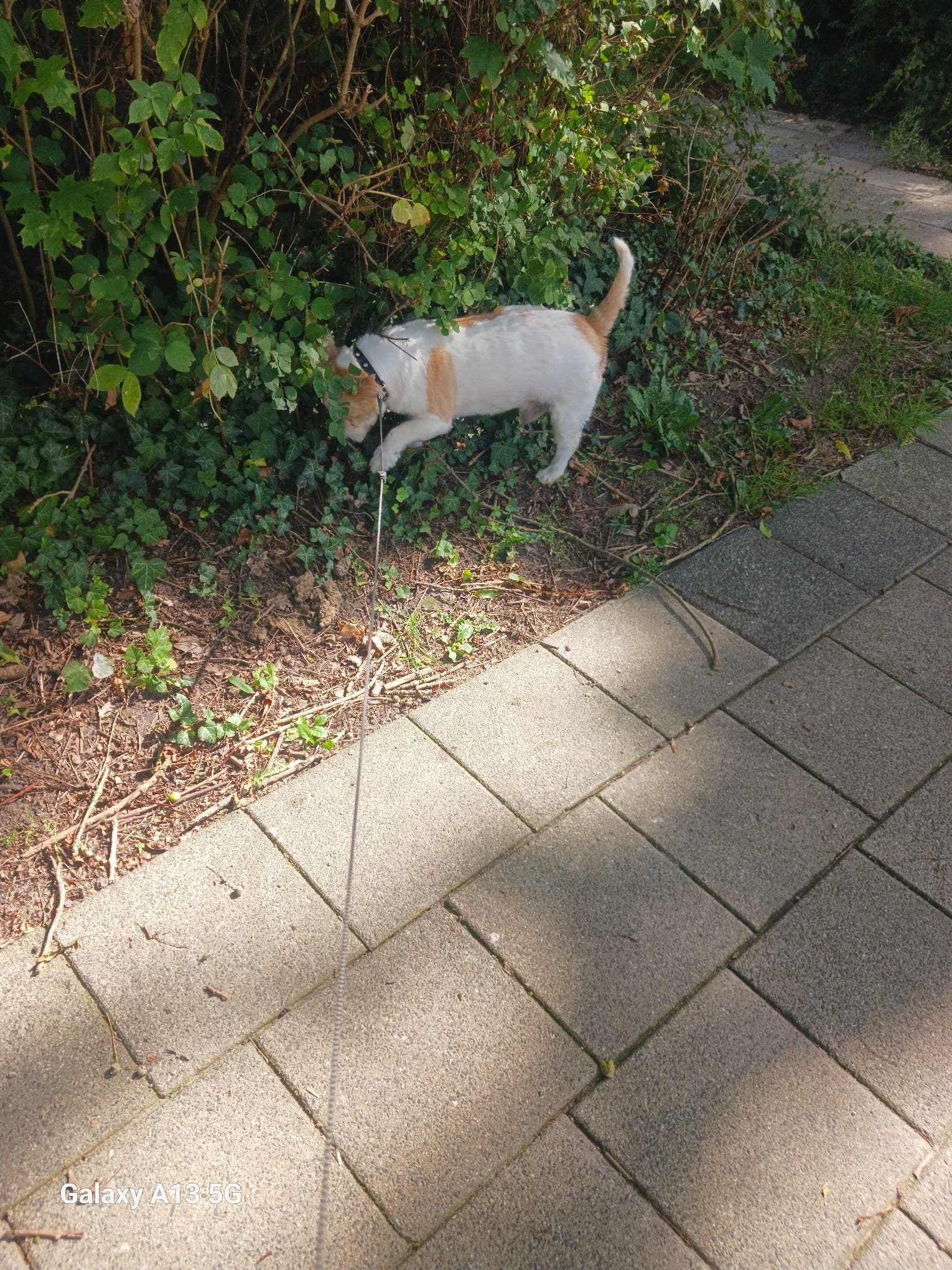 Erik, pet sitter in Rotterdam, photo 3