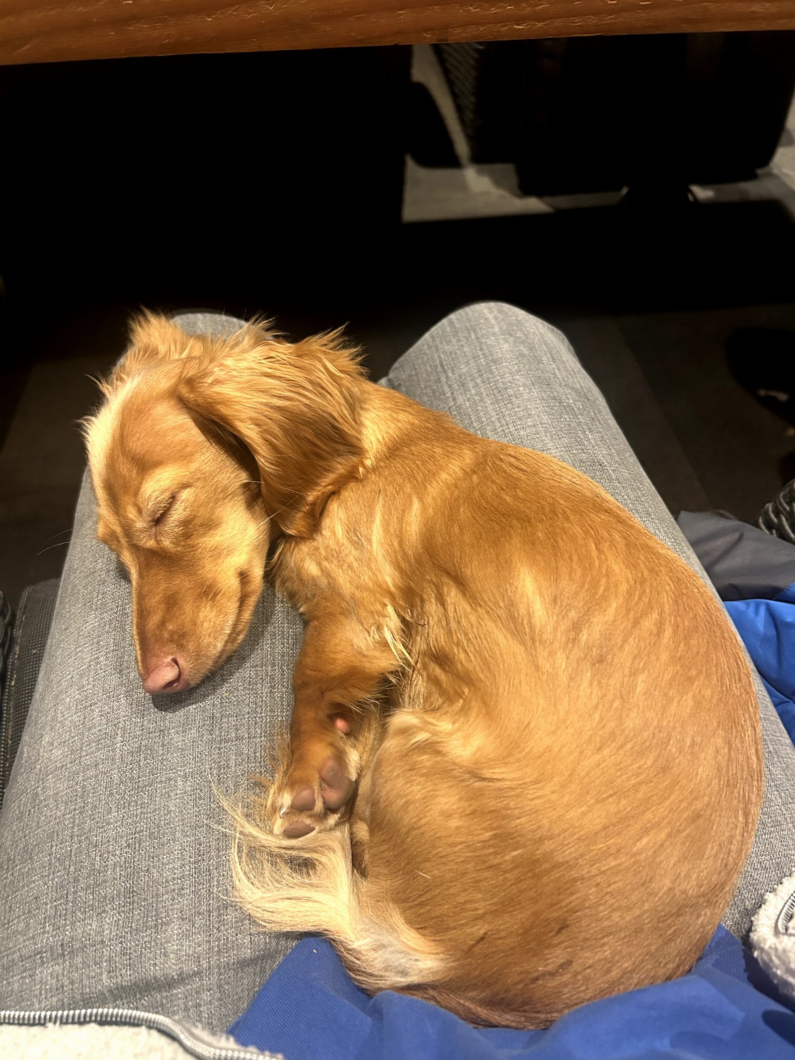 Kirsten, pet sitter in Amsterdam, photo 4