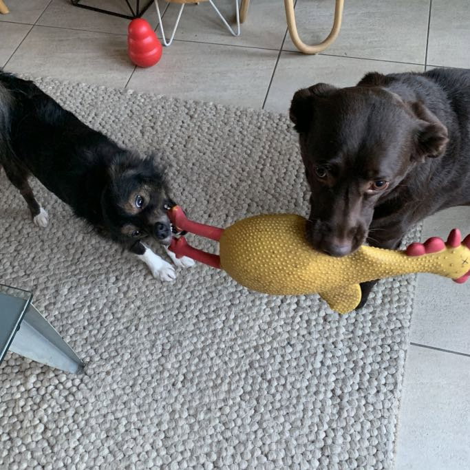 Helen, pet sitter in Nederhorst den Berg, photo 5