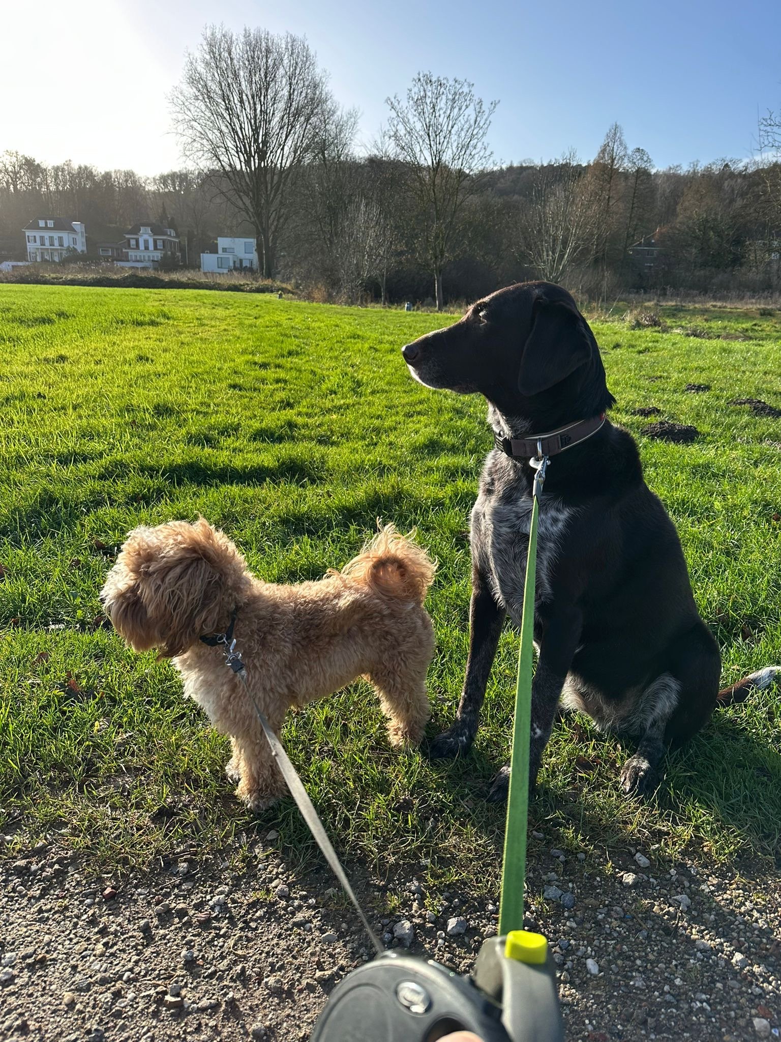 Glenn, pet sitter in 's-Hertogenbosch, photo 2