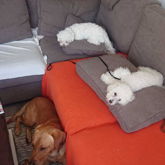 Anastasiya, pet sitter in Wassenaar, photo 5