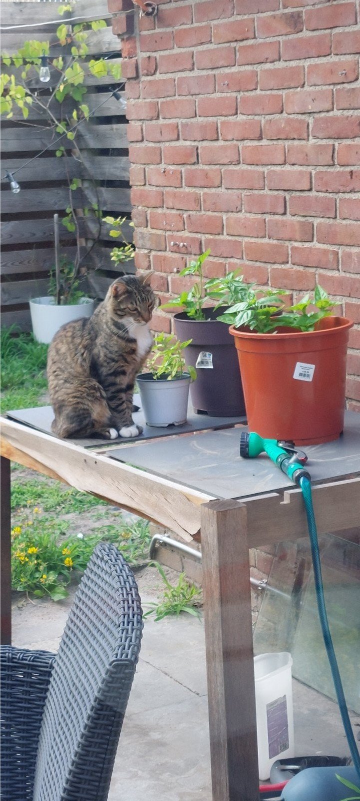 Dishita, dierenoppas in De Meern, foto 2
