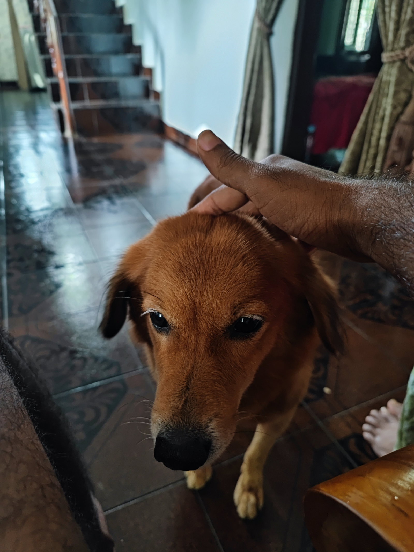 Vinoth, pet sitter in Spijkenisse, photo 1