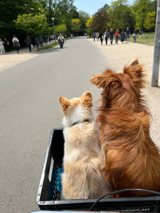 Jasmine, pet sitter in Amsterdam, photo 3