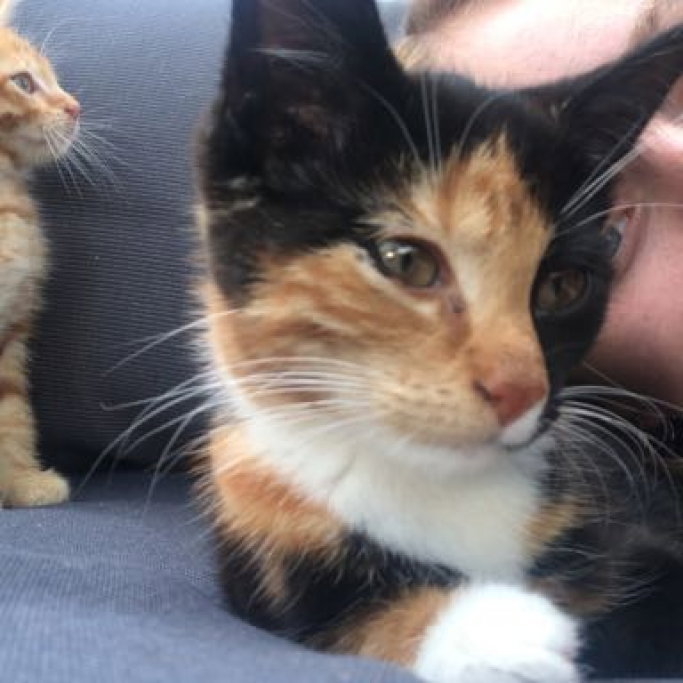 Tiffany, dierenoppas in Nijmegen, foto 4