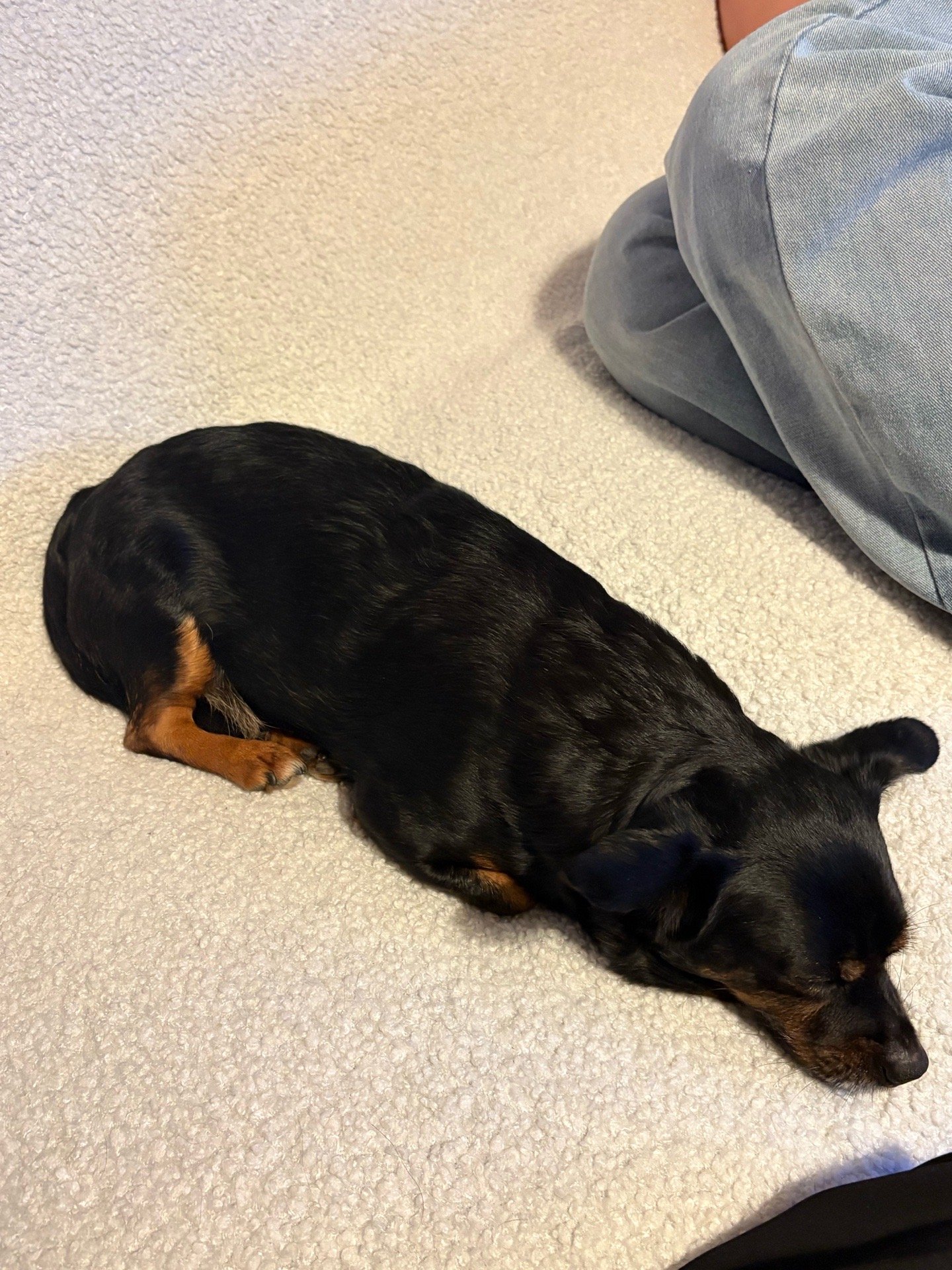 V i v i, pet sitter in Voorburg, photo 3