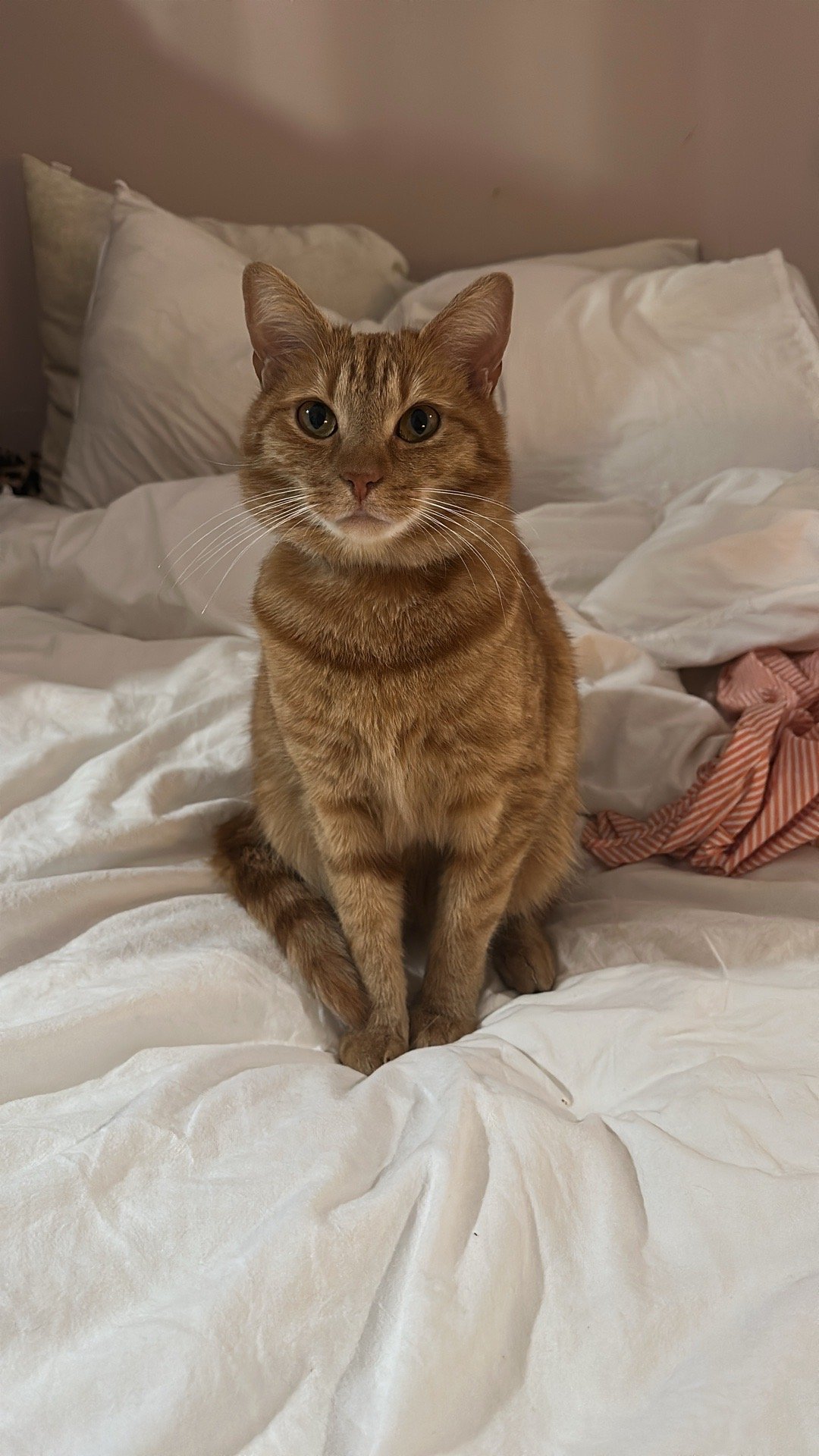 Suzanne, pet sitter in Amsterdam, photo 1
