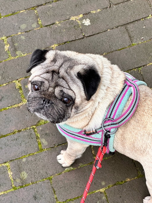 Olga, dierenoppas in Amsterdam, foto 4
