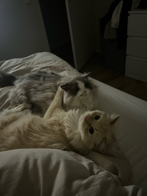 Brooklyn, pet sitter in Roermond, photo 2