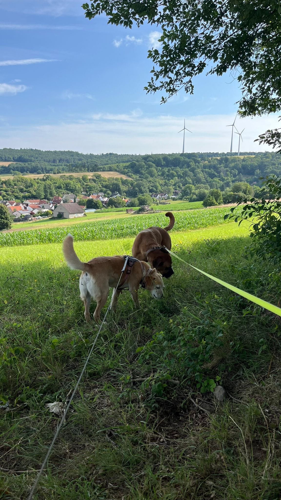 Jana, Tiersitter in Eppertshausen , Foto 3