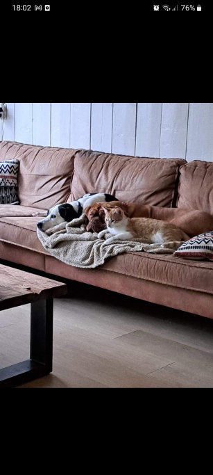 Nayela, pet sitter in Hekelingen, photo 1