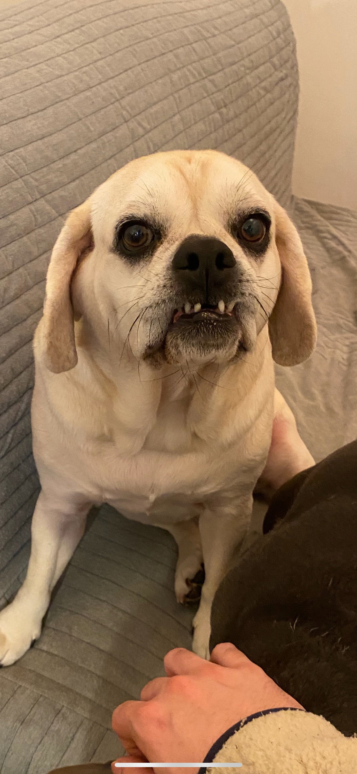 Jošt, pet sitter in Amsterdam, photo 2