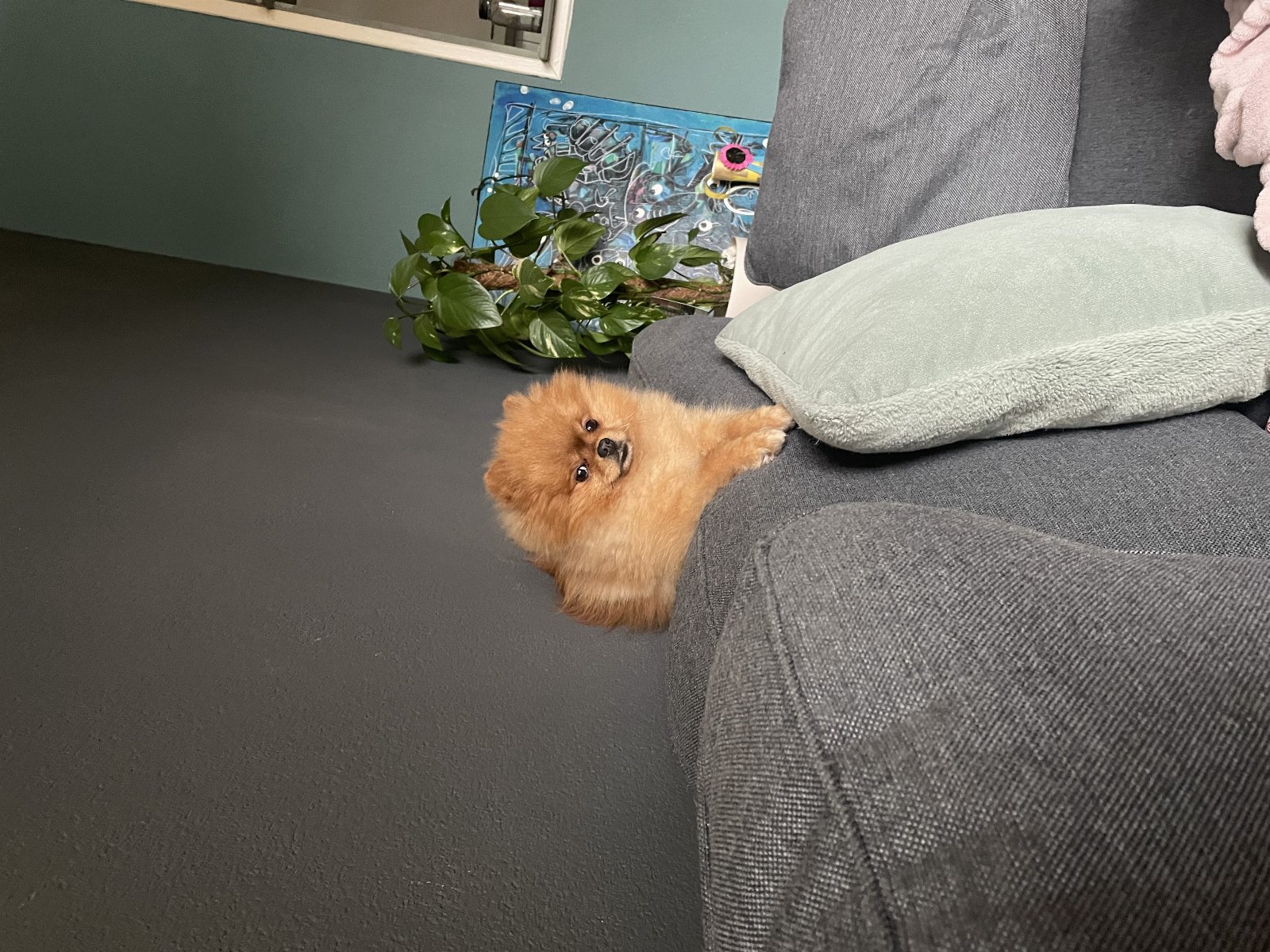 Rene, pet sitter in Andijk, photo 2