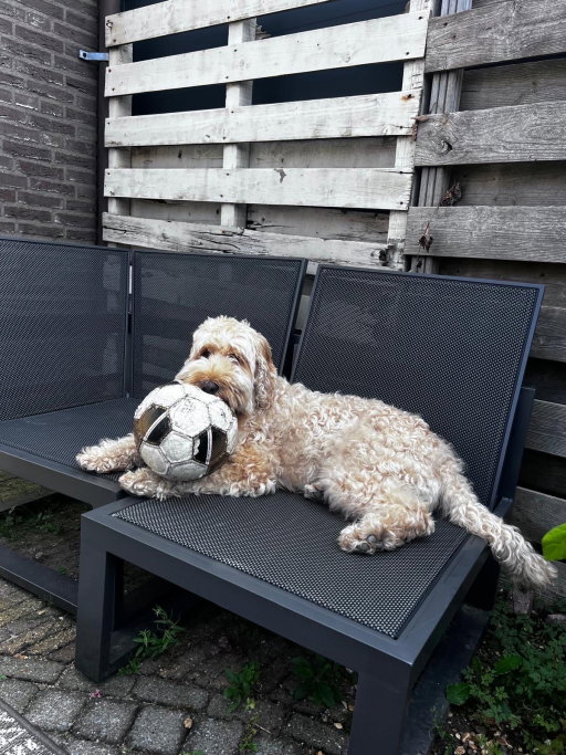 Amanda, pet sitter in Papendrecht, photo 2