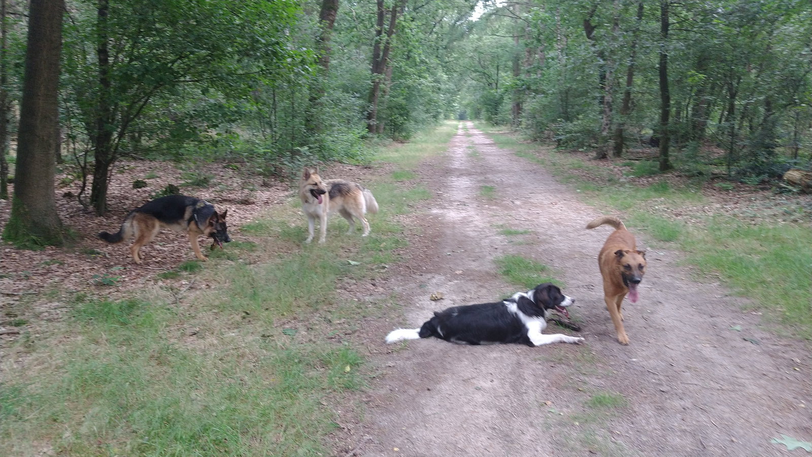 Kevin, pet sitter in Nieuw-Amsterdam, photo 3