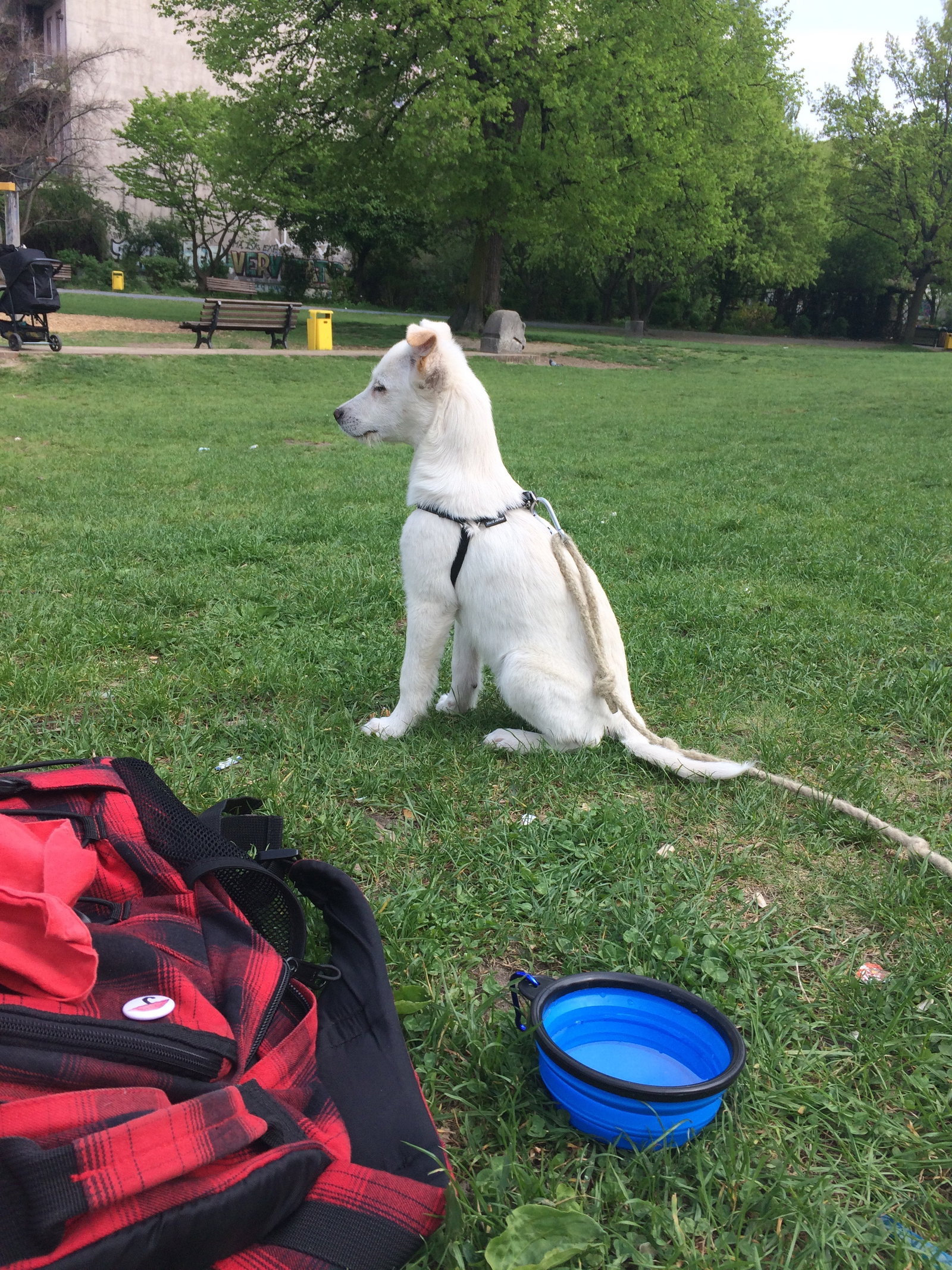 Dani, Tiersitter in Berlin, Foto 2