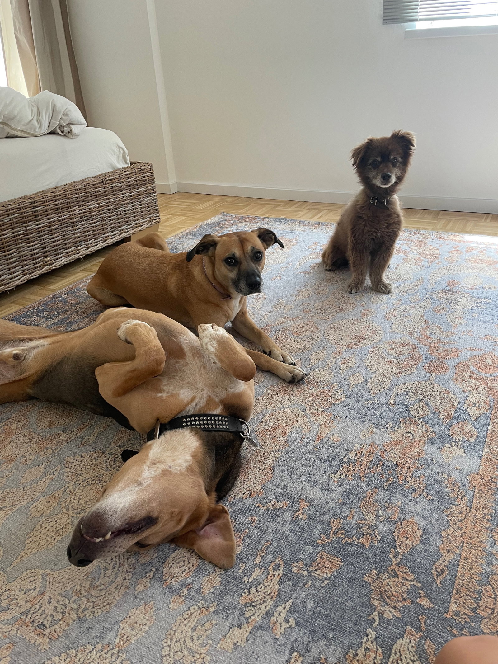 Emily, pet sitter in München, photo 4