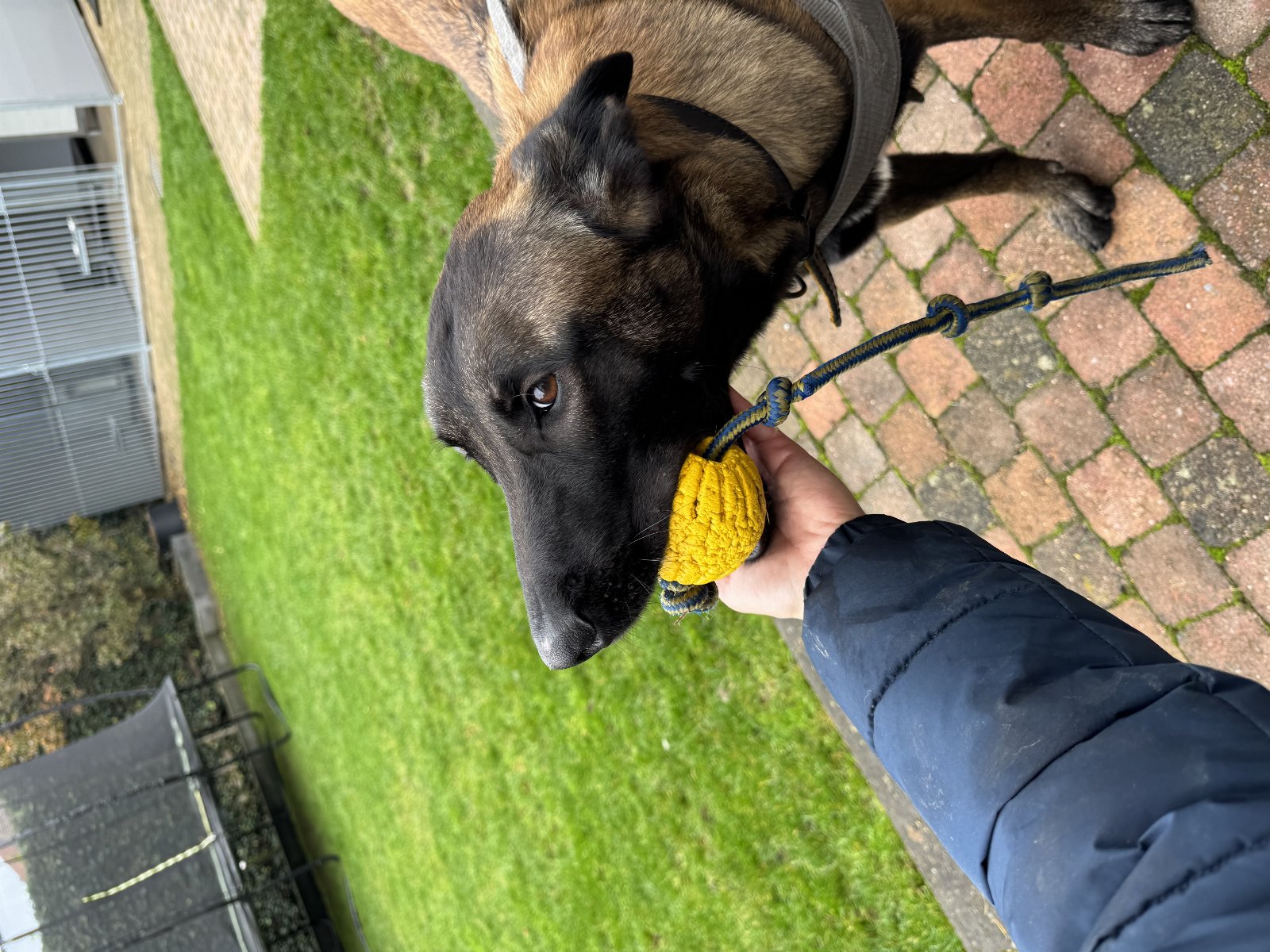 Karlijn, pet sitter in Melderslo, photo 2