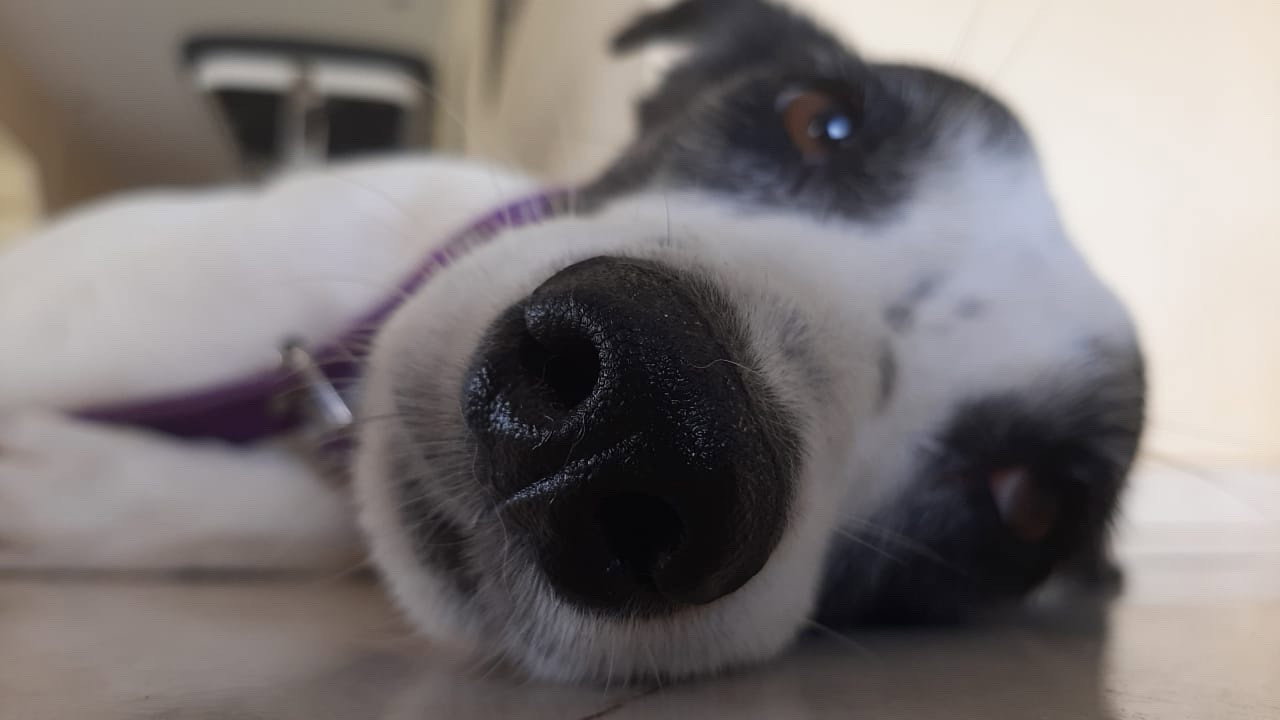 Sietse, pet sitter in Rotterdam, photo 2