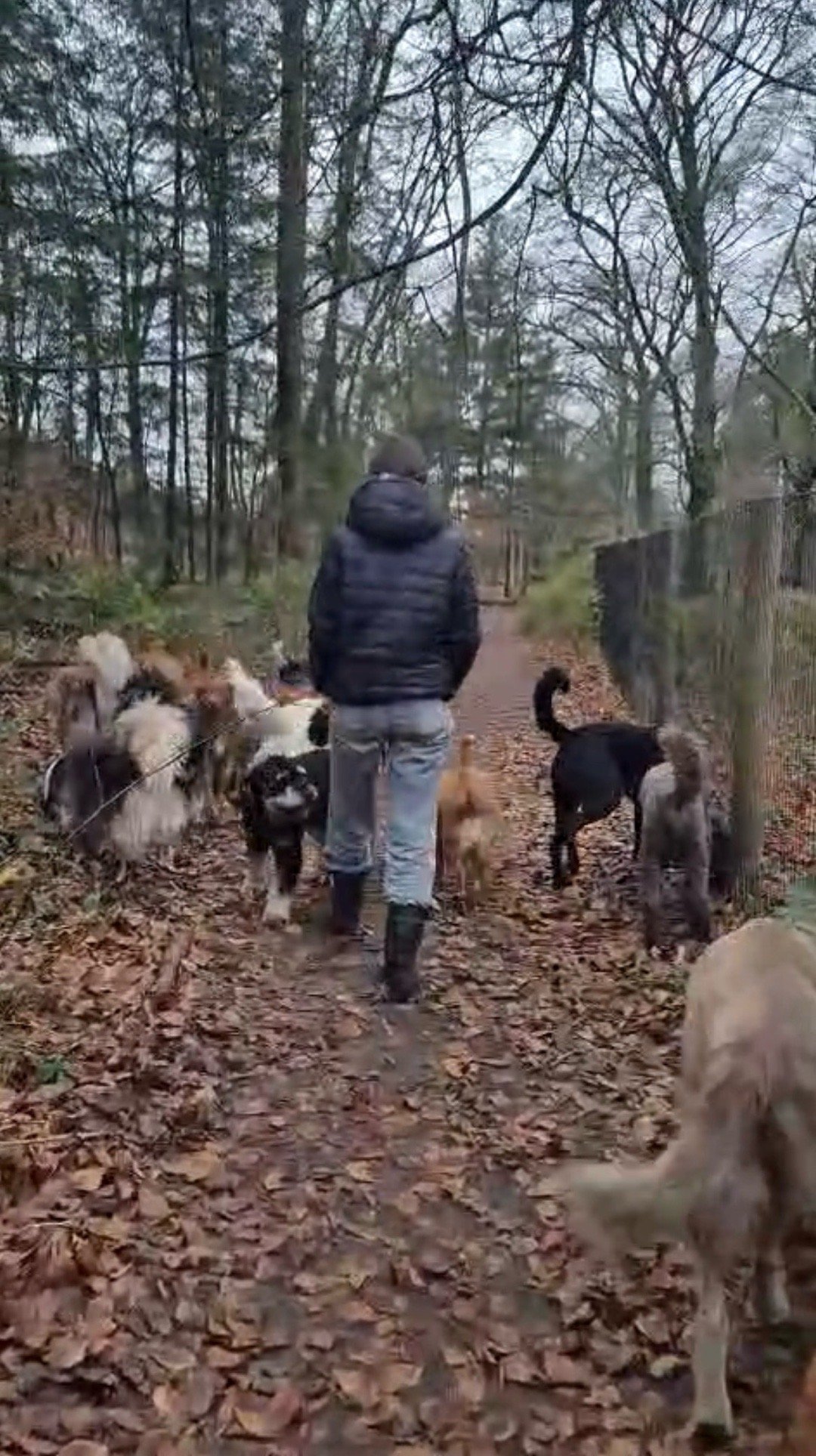 Yara, pet sitter in Amersfoort, photo 3